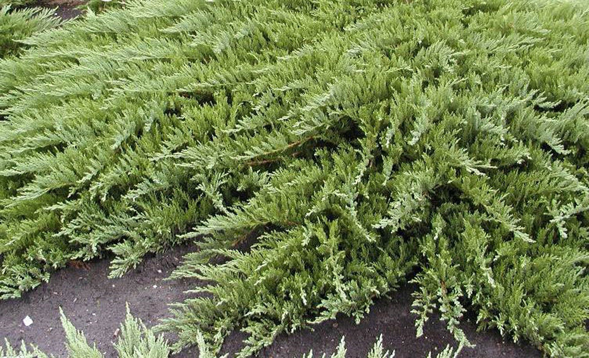 Можжевельник казацкий Tamariscifolia (Juniperus Sabina Tamariscifolia)